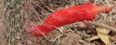 Cleistocactus baumannii
