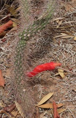 Cleistocactus baumannii