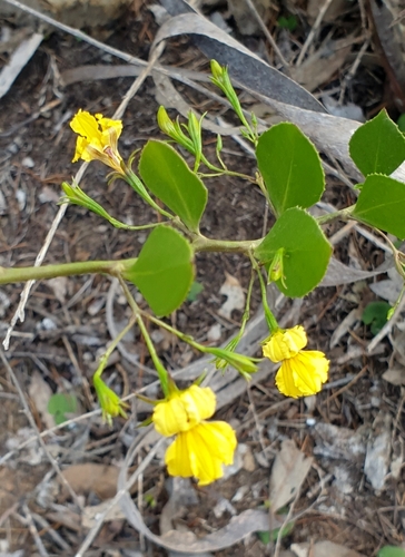 Image of Sticky Goodenia (Goodenia varia) by (c) Rosalie Lawrence, some rights reserved (CC BY)