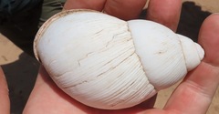Megalobulimus