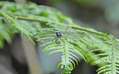Cannaphila