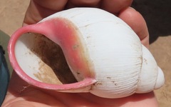 Megalobulimus