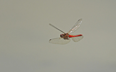 Sympetrum gilvum
