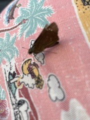 Polytremis lubricans