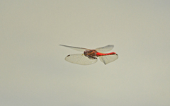 Sympetrum gilvum