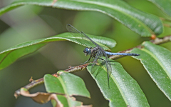Cannaphila