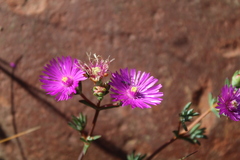 Lampranthus