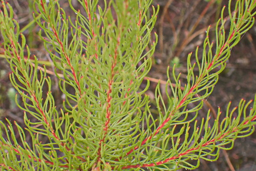 Image of Spatalla barbigera by no rights reserved