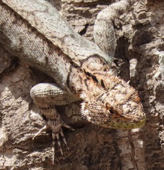 Tropidurus spinulosus