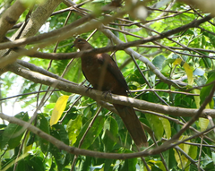 Macropygia phasianella