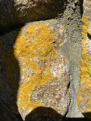 Xanthomendoza weberi