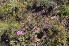 Lampranthus