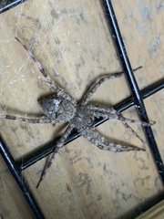 Dolomedes albineus