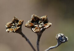 Lampranthus