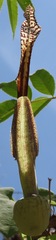 Aristolochia esperanzae