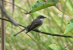 Rhipidura rufiventris