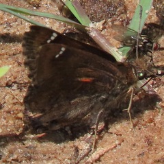 Nisoniades haywardi