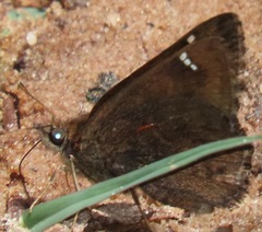 Nisoniades haywardi