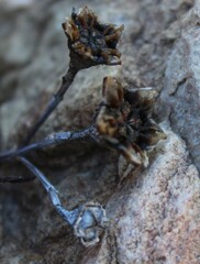 Lampranthus
