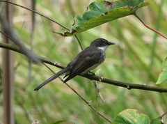 Rhipidura rufiventris