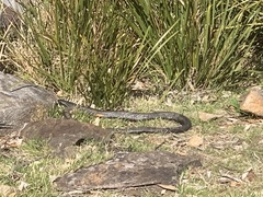 Pseudechis porphyriacus