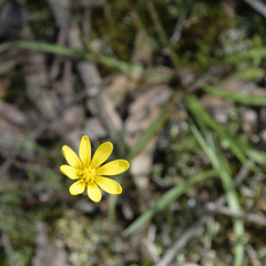 Ranunculus lappaceus