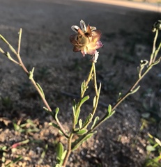 Osteospermum monstrosum