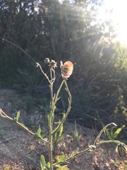 Osteospermum monstrosum