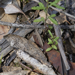 Vandiemenella viatica