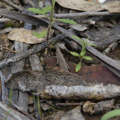 Vandiemenella viatica