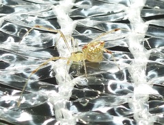 Thwaitesia nigronodosa