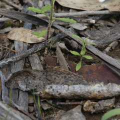 Vandiemenella viatica