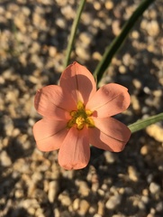Moraea miniata