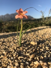 Moraea miniata