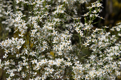 Olearia ramulosa