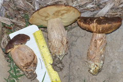 Leccinellum crocipodium