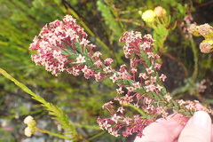 Struthiola macowanii