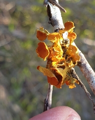 Teloschistes chrysophthalmus