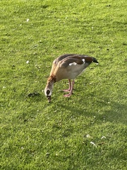 Alopochen aegyptiaca