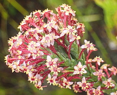 Struthiola macowanii