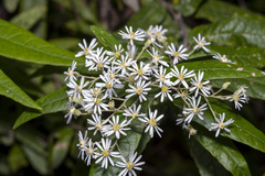 Olearia lirata