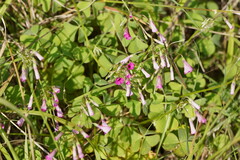Oxalis articulata