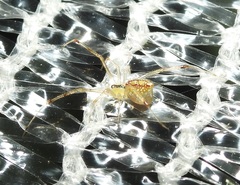 Thwaitesia nigronodosa