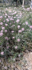 Isopogon divergens