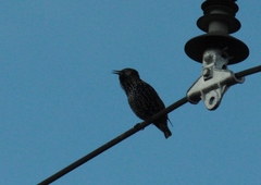 Sturnus vulgaris