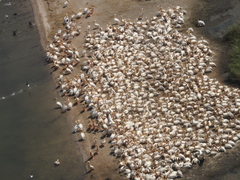 Pelecanus onocrotalus