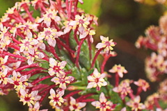Struthiola macowanii