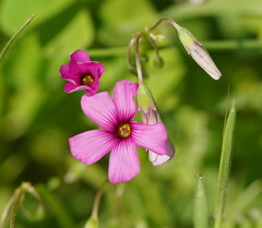 Oxalis articulata
