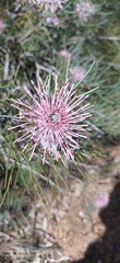 Isopogon divergens