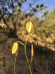 Albuca cooperi